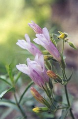 Penstemon lyallii