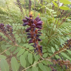 Amorpha fruticosa
