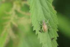 Chlorophanus viridis