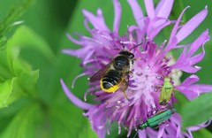 Megachile