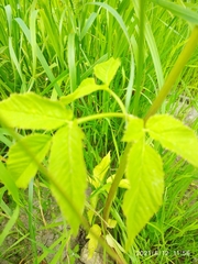 Aegopodium podagraria