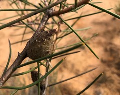 Hakea mitchellii