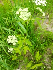 Aegopodium podagraria