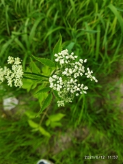 Aegopodium podagraria