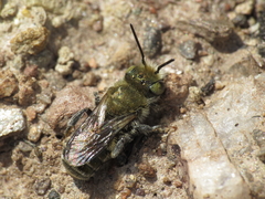 Osmia submicans
