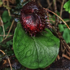 Corybas fimbriatus