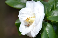 Mischocyttarus mexicanus cubicola