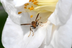 Mischocyttarus mexicanus cubicola
