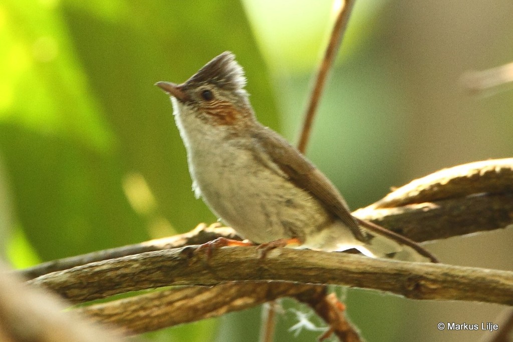 Striated Yuhina
