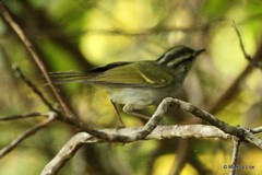Phylloscopus intensior