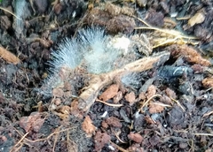 Phycomyces