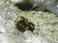 Osmia caerulescens