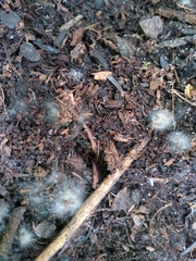 Phycomyces