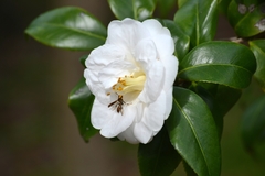 Mischocyttarus mexicanus cubicola