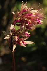 Cremastra appendiculata variabilis