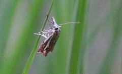 Crambus lathoniellus
