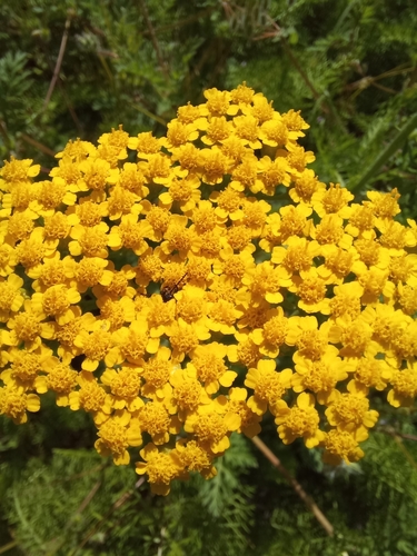 Image of Achillea arabica by (c) Гущина Ангелина Викторовна, some rights reserved (CC BY)