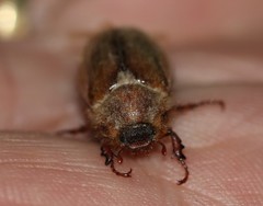 Amphimallon solstitiale