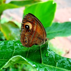 Mycalesis patnia