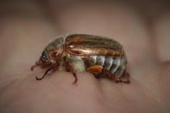 Amphimallon solstitiale