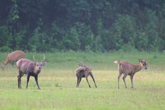 Axis porcinus