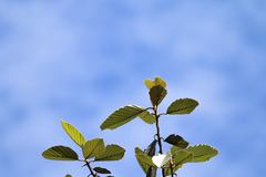 Dipterocarpus obtusifolius