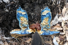 Gyroporus occidentalis