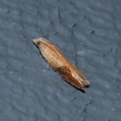 Pseudexentera costomaculana