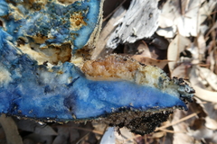 Gyroporus occidentalis