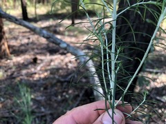 Cassinia laevis