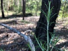 Cassinia laevis