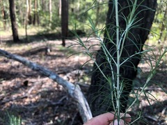 Cassinia laevis