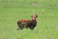 Axis porcinus