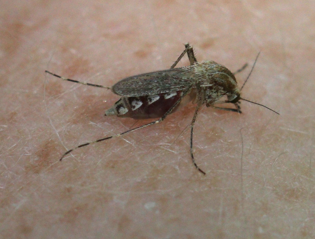 Aedes caspius