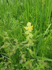 Rhinanthus alectorolophus