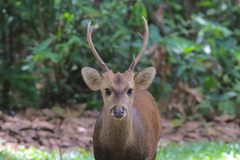 Axis porcinus