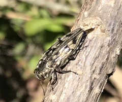 Chrysobothrini
