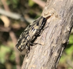 Chrysobothrini