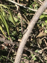 Chrysobothrini