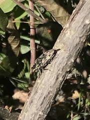 Chrysobothrini