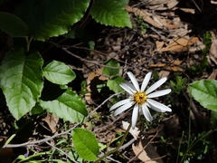 Olearia grandiflora