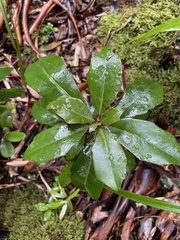 Alseuosmia macrophylla