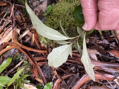 Alseuosmia macrophylla