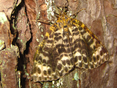 Arichanna melanaria