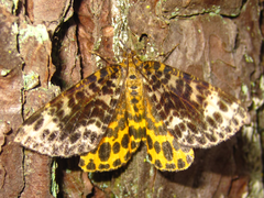 Arichanna melanaria