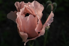 Papaver setiferum