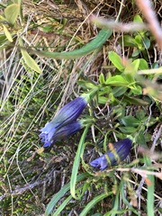 Gentiana acaulis