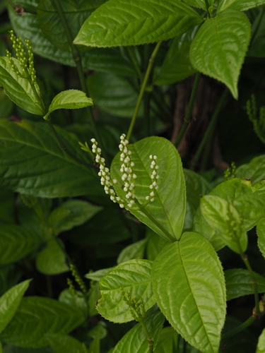 Chloranthus spicatus iNat (3)