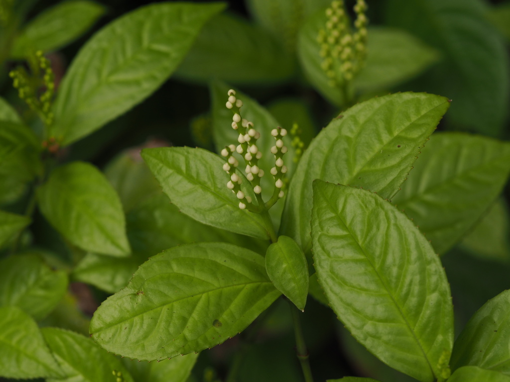 Chloranthus spicatus