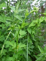 Thalictrum flavum